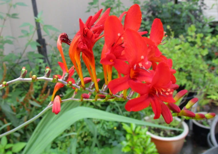 an open flower pot next to various plants