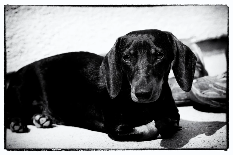 a black dog is lying on the floor