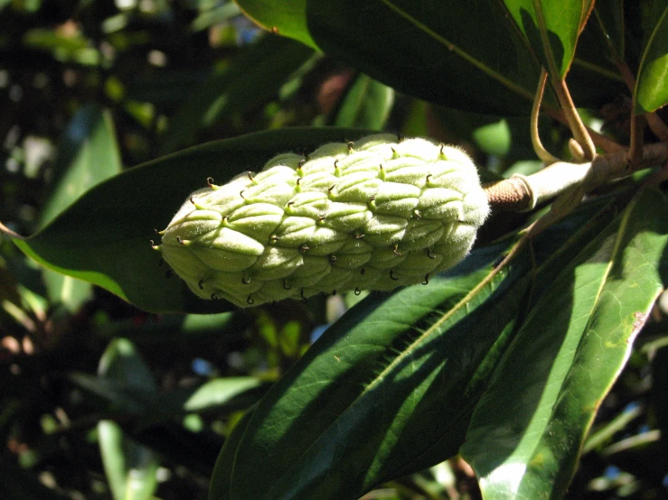 the budding leaves of a tree are green