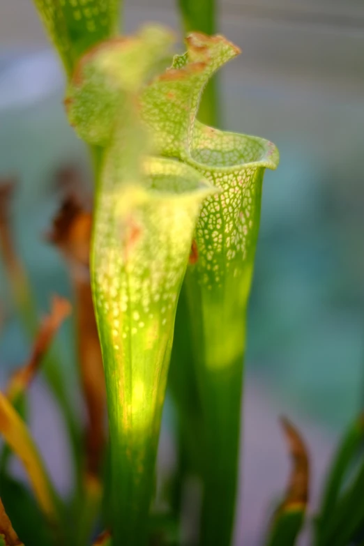 a close - up image of some green plants on a sunny day