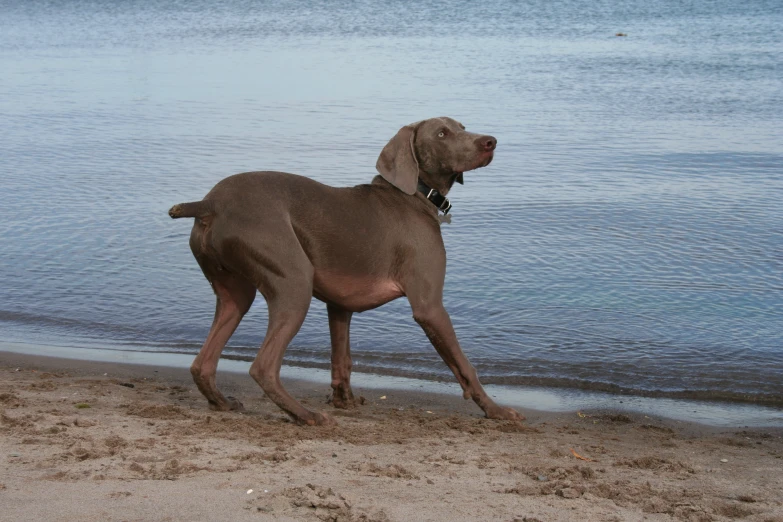 a dog is standing on the beach by the water