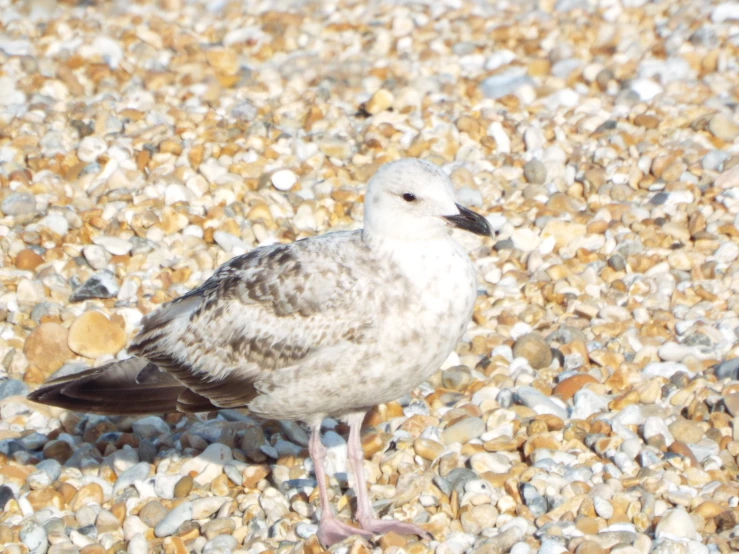 this little bird is sitting on the pebbles