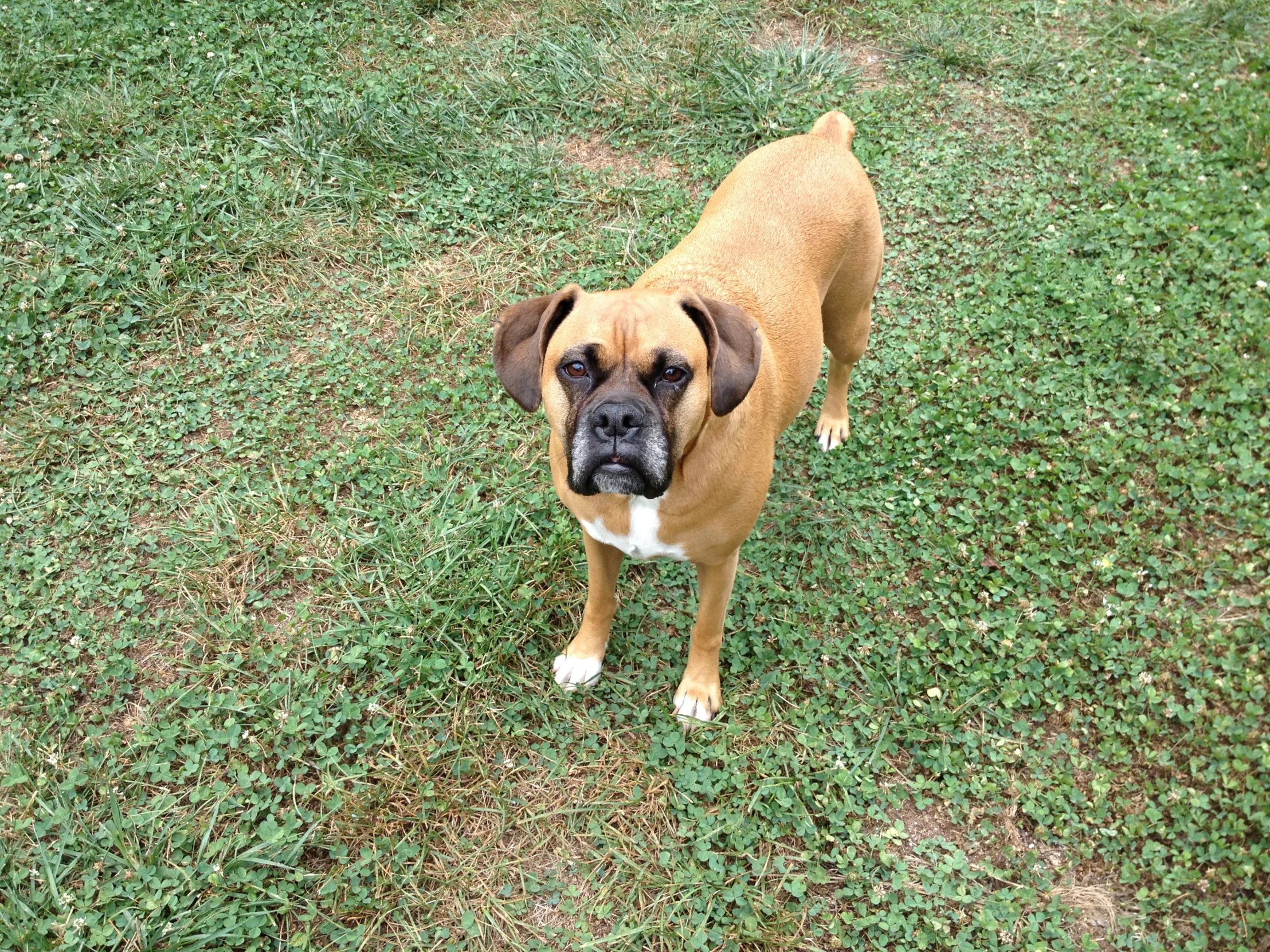 a brown and white dog standing on a lush green field