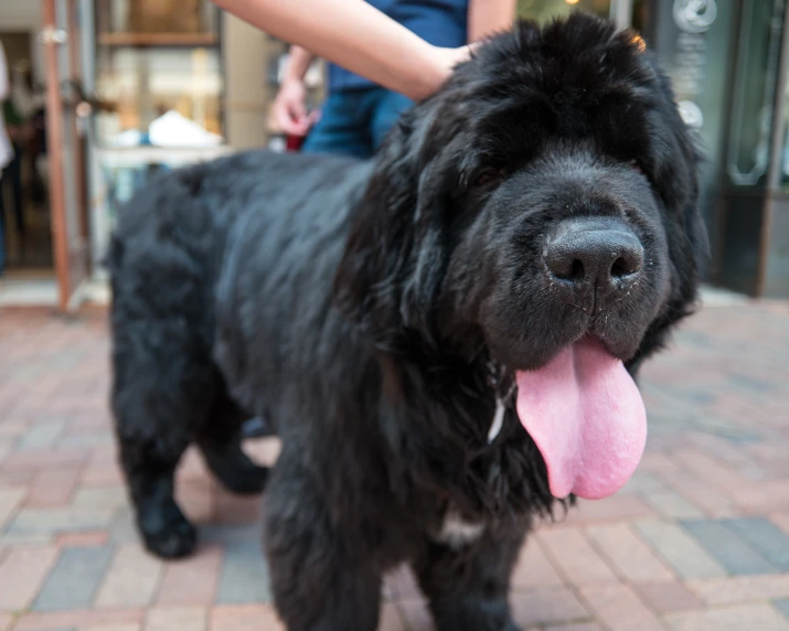 a black dog that is standing on a brick floor