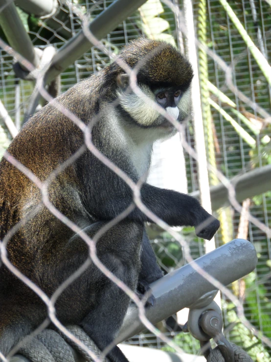 a small monkey standing behind a fenced in area