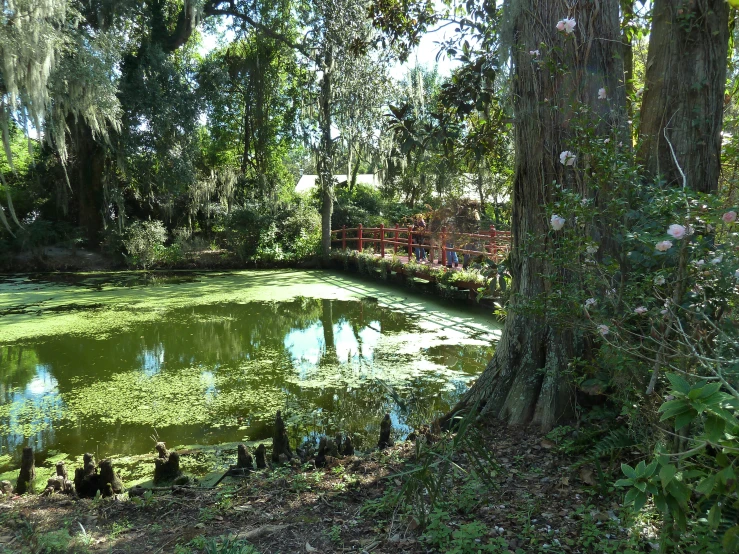 several ducks are sitting in the water on green algae