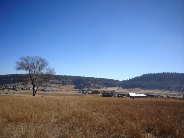 the horse is grazing in the big open field