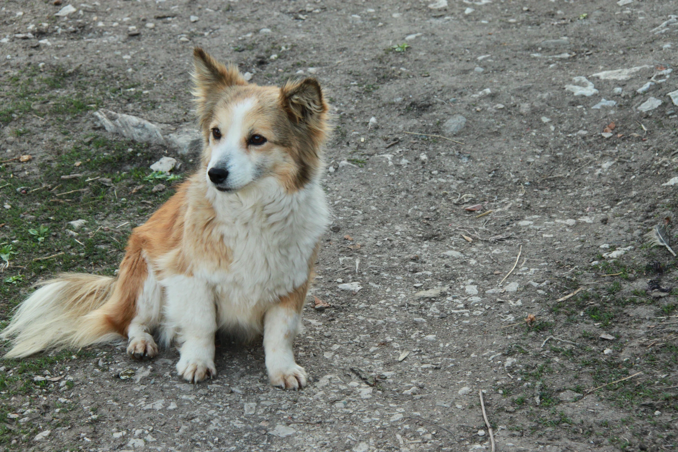 small brown and white dog sitting on the ground looking straight ahead