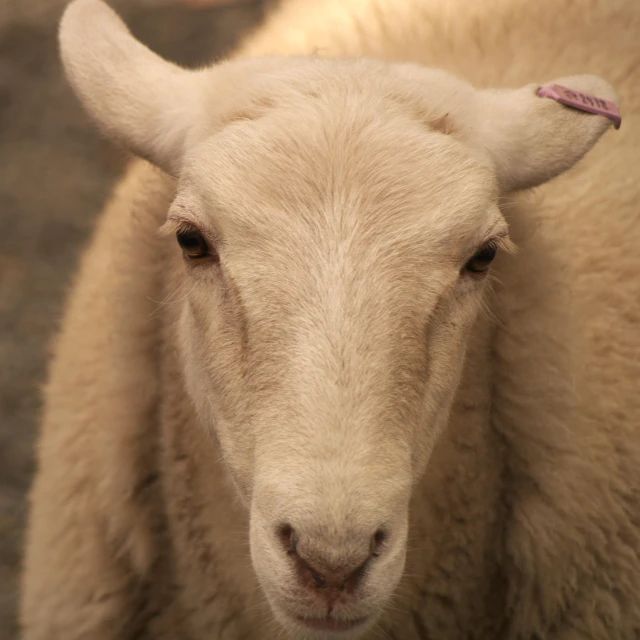 a wooly sheep with a pink bow on its head