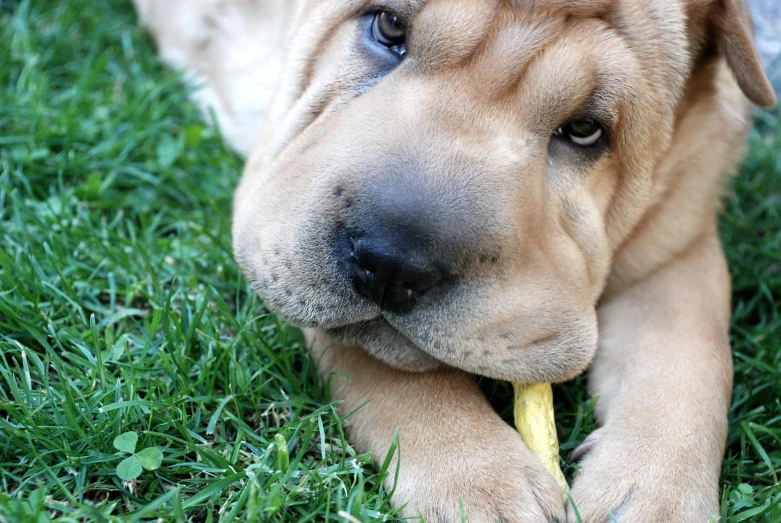 a dog is chewing on a banana that is in the grass