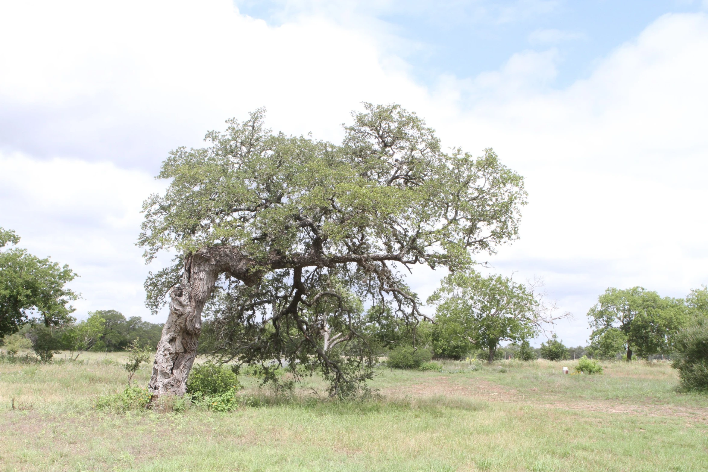 a tree stands in a field near trees