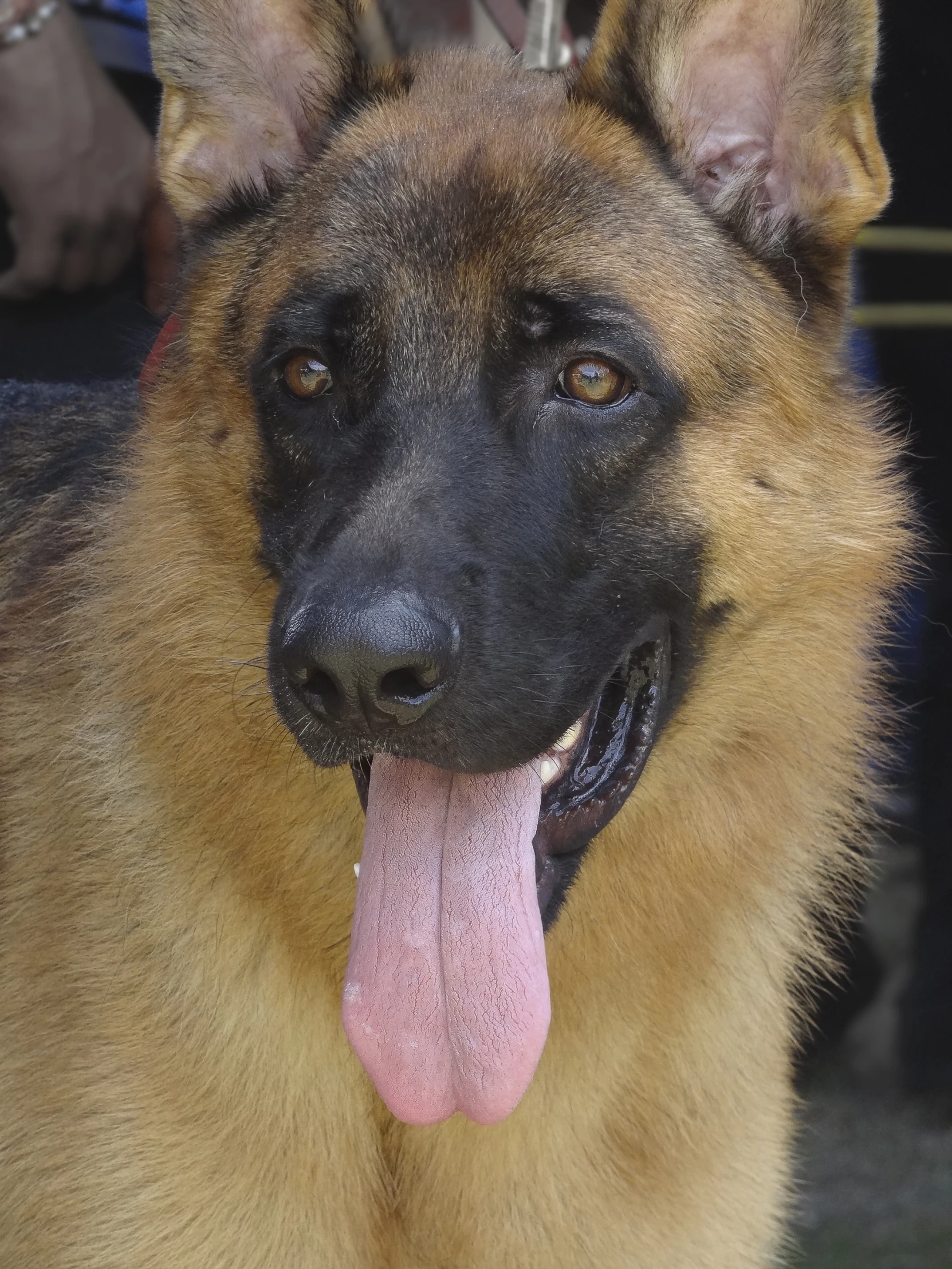 a german shepherd looks at the camera