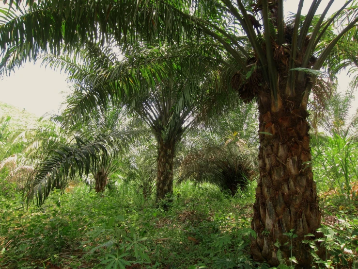 some very pretty palm trees in a grassy area