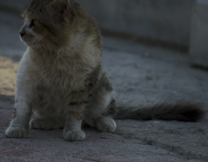 a cat sits and stares at the ground