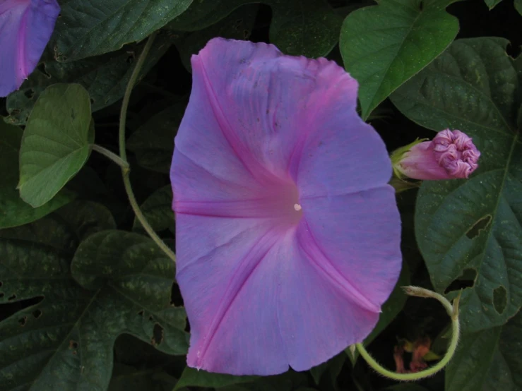 a pink flower is growing on some purple leaves