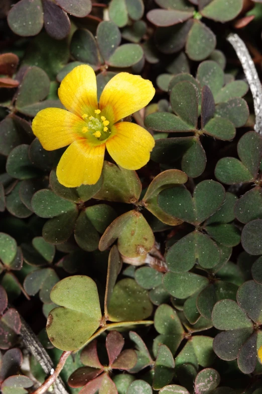 a yellow flower that is in some green plants