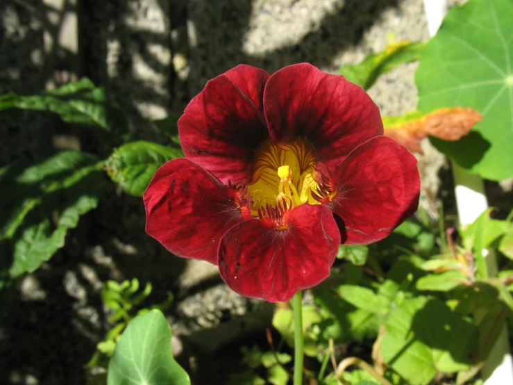 the small red flower has very long stems