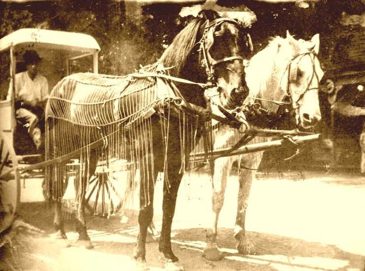 old picture of a horse with two different colored heads
