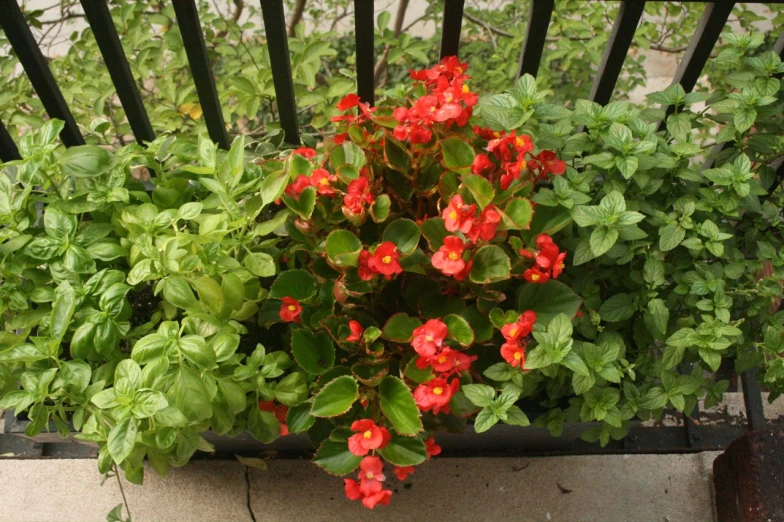 red flowers sit in the middle of some green leaves