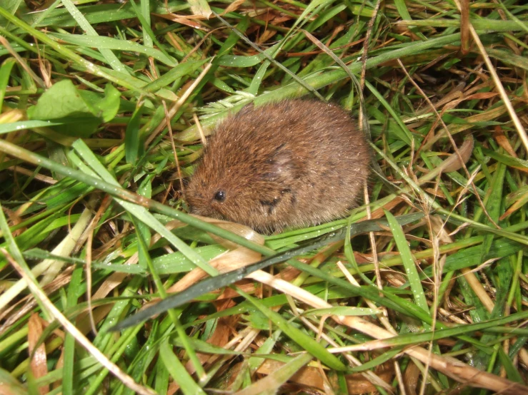 a close up of a mouse in a grassy field