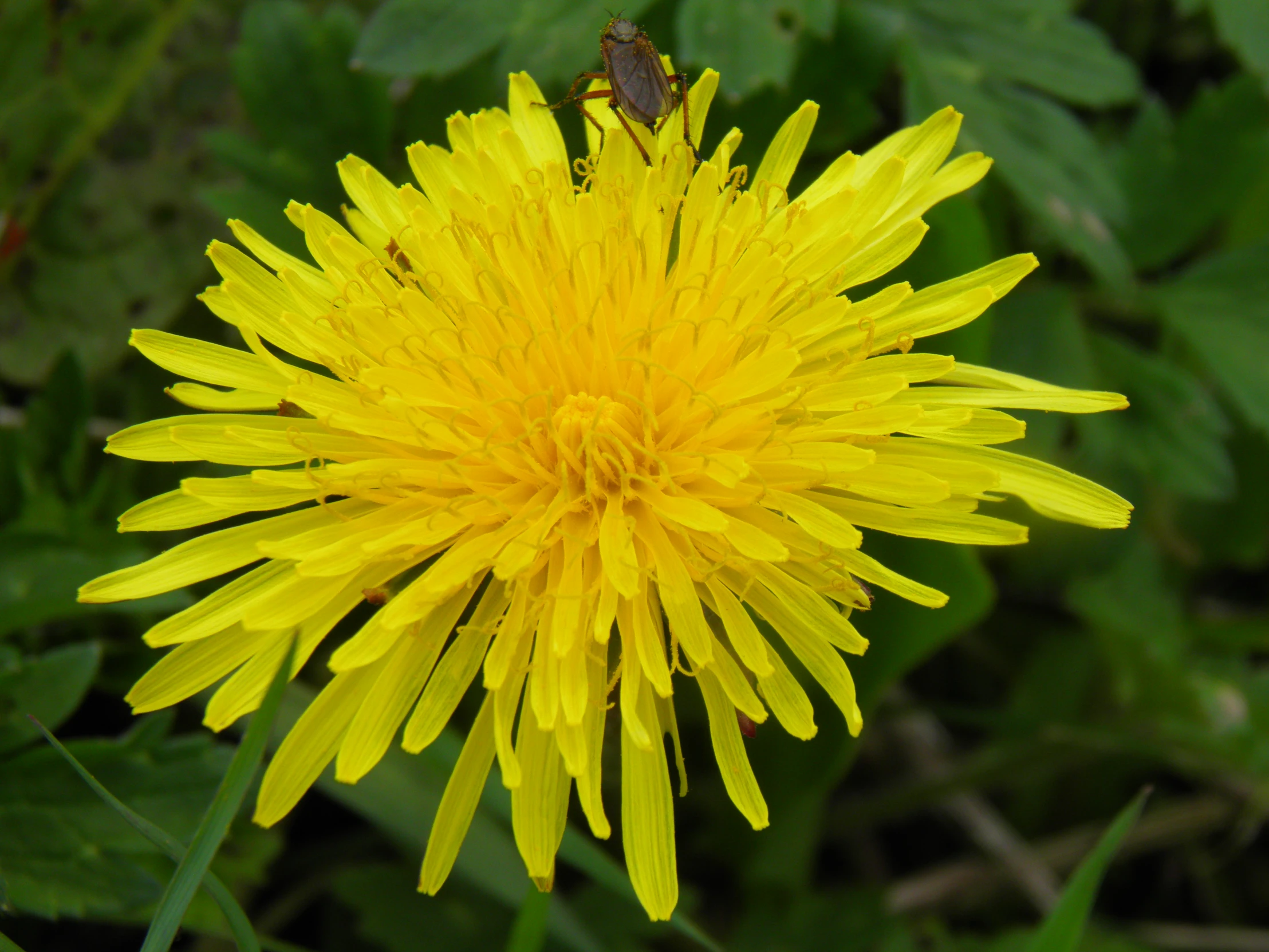 a close up of a yellow flower with green leaves