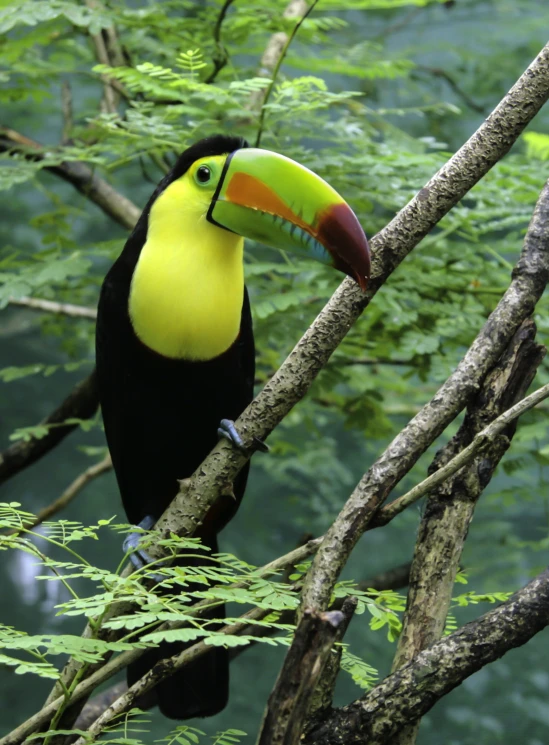 a colorful, black and yellow bird sits on a tree nch