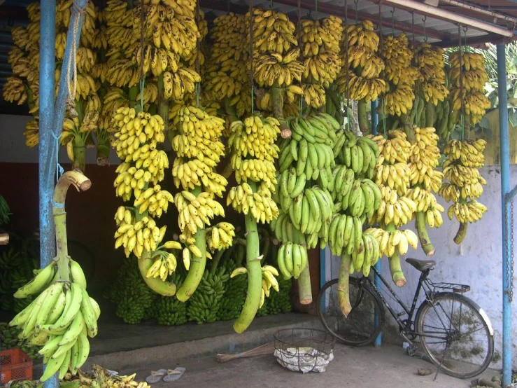 a market with lots of unripe bananas