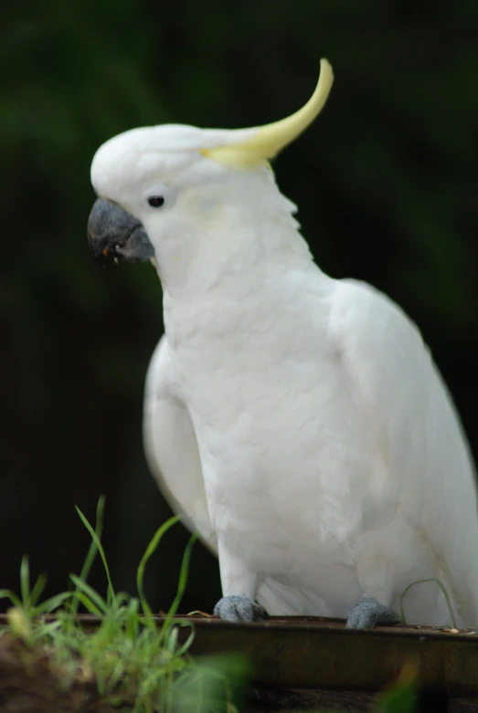 a large white bird with yellow feathers standing on some grass