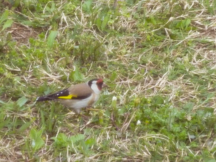 a bird that is sitting on some grass