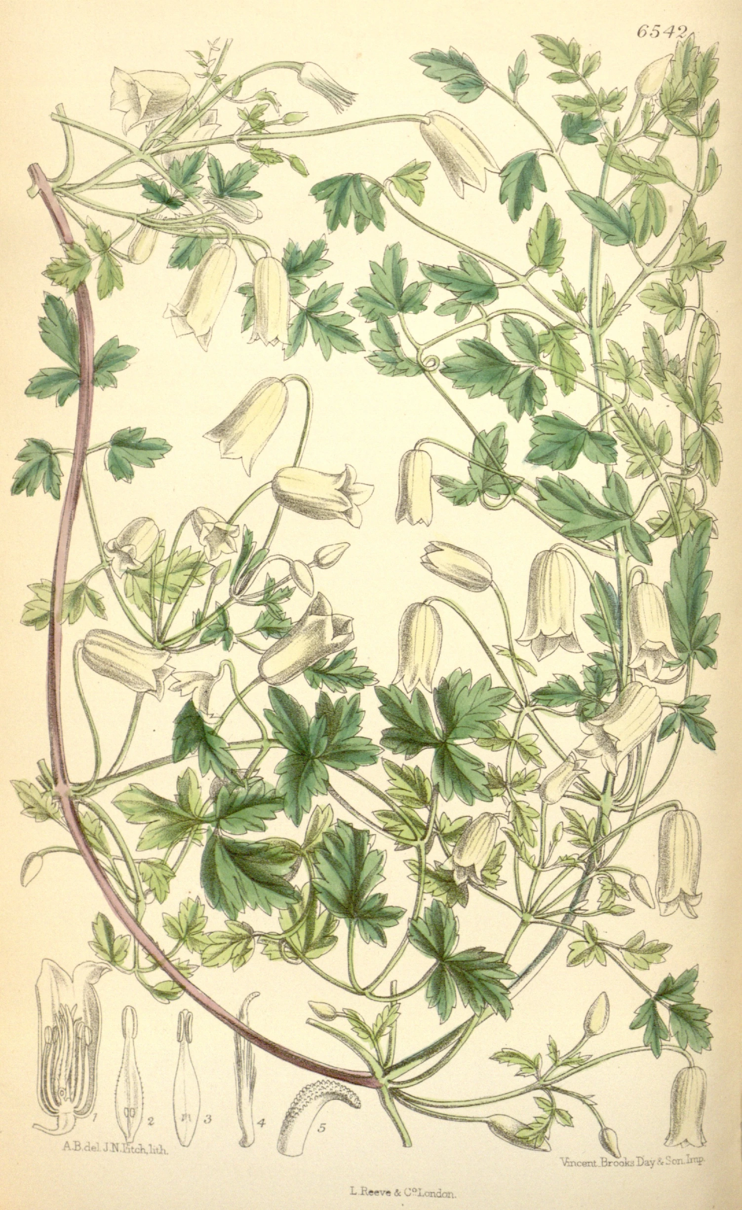 drawing showing leaves and vines drawn by john james woeck