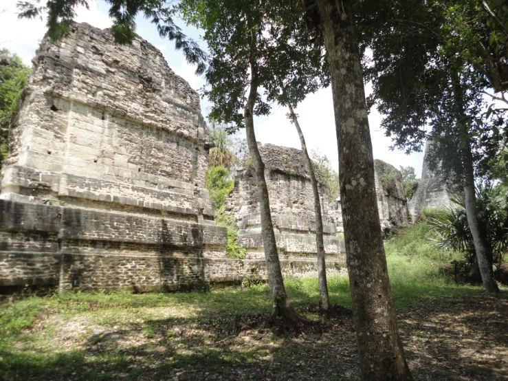 ruins of the jungle with trees in front