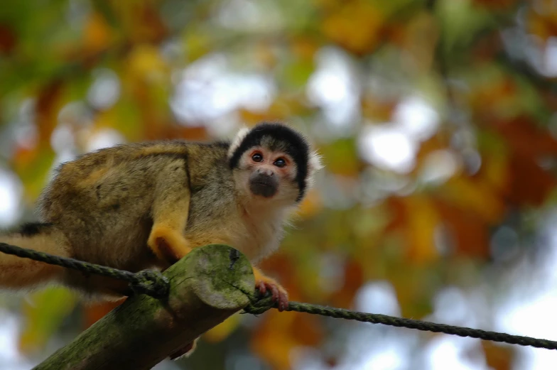 a squirrel on top of a limb in a tree