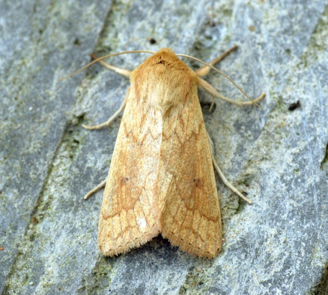 a brown moth on some rocks next to rocks