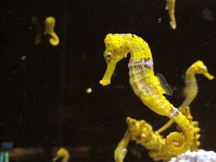a yellow sea horse floats inside of an aquarium