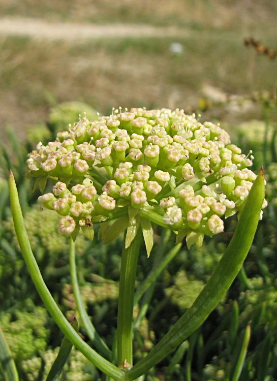 a flower with long stems in a green field