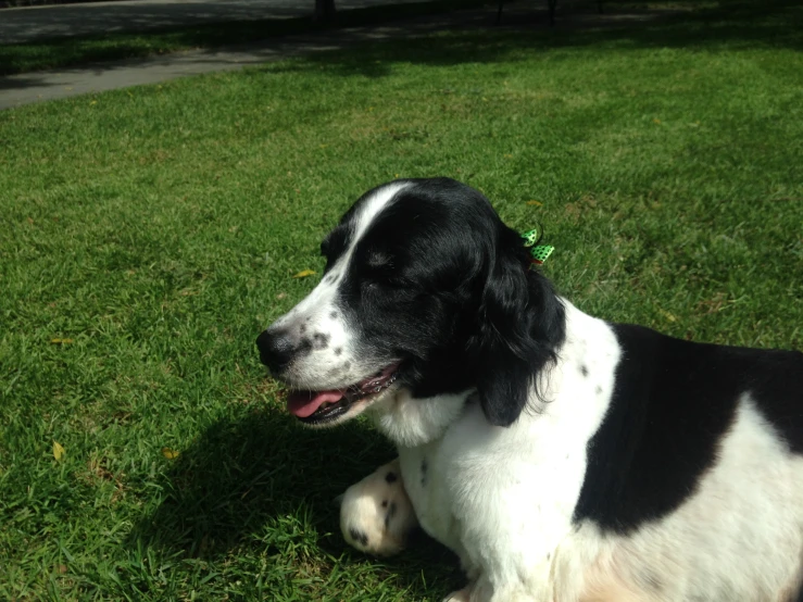 a dog that is laying down in the grass