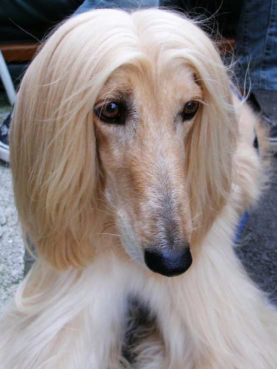 a blonde dog is sitting on a persons lap