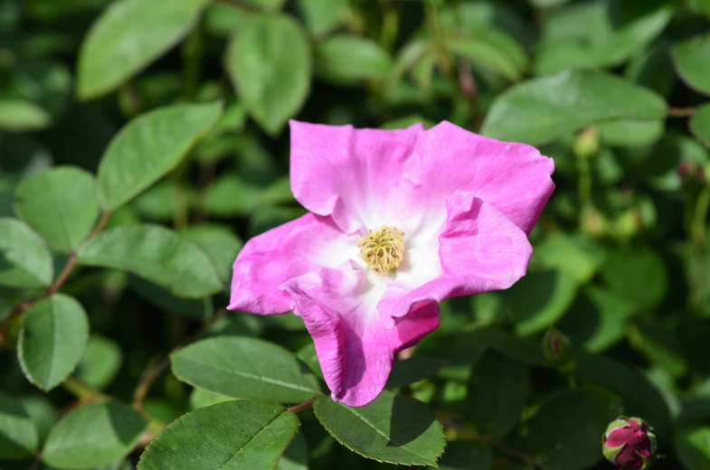 a single pink flower in the middle of green leaves