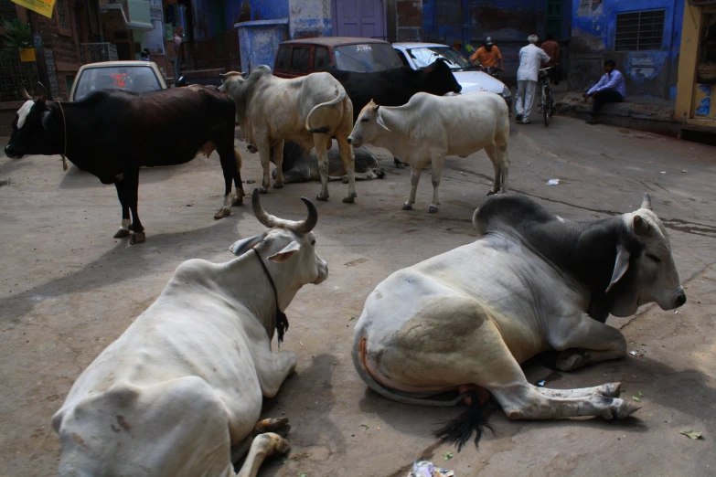 a group of cows sitting on the street together