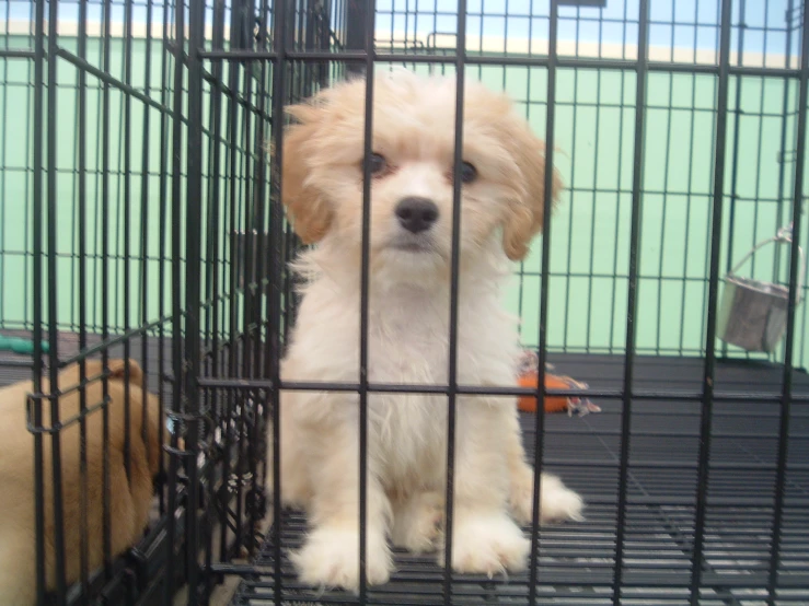 a small puppy is sitting in a black cage