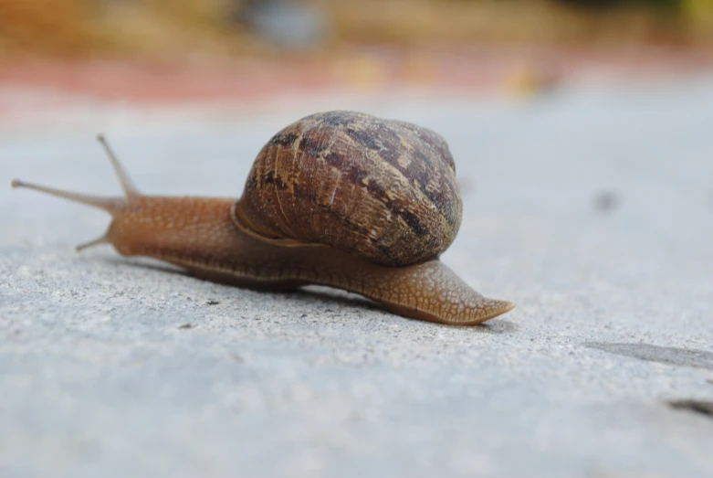 the snail is going fast down the sidewalk