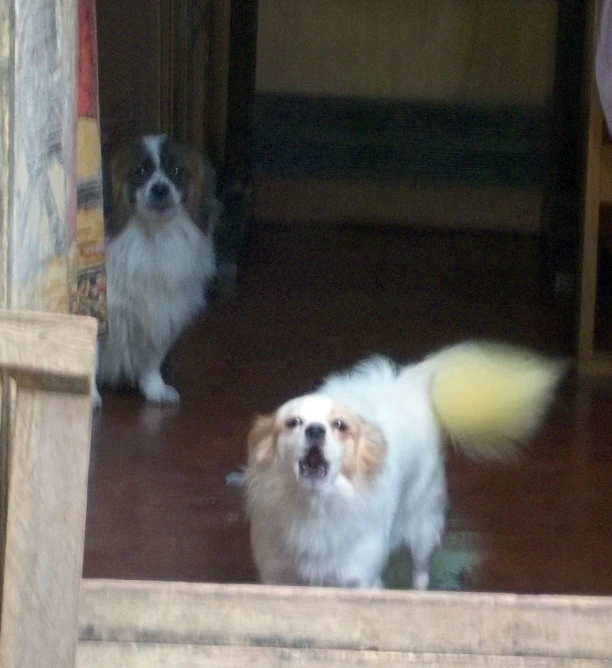 a dog looking up at the camera while it is in the hallway