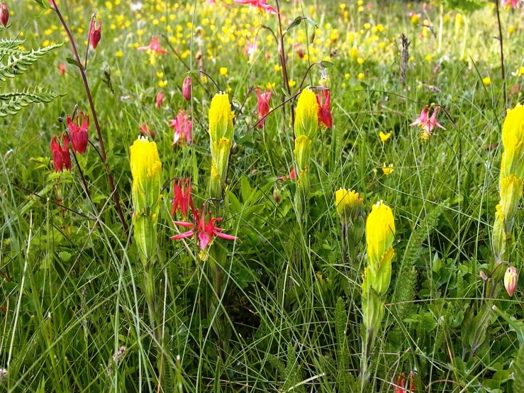 this is some pink and yellow flowers in the grass