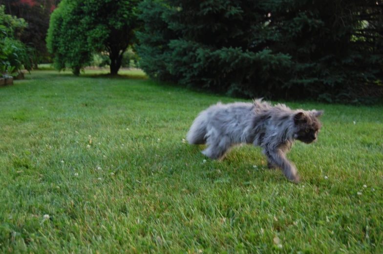 an adorable little dog running across a grass field