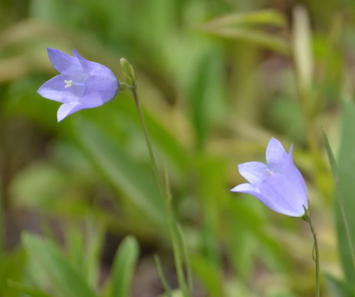 two blue flowers are blooming in a field