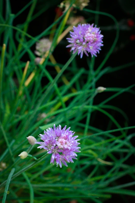 purple flowers are blooming among green stalks