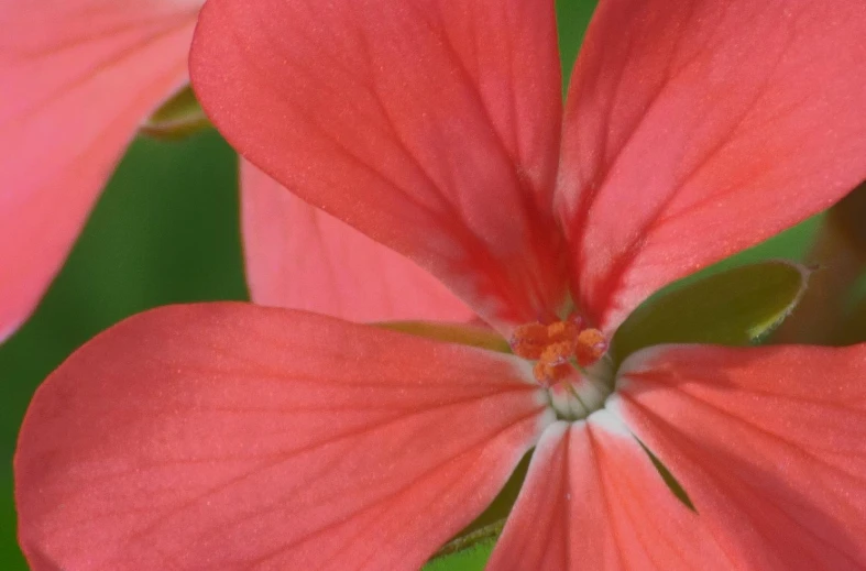 pink flowers are shown close up together