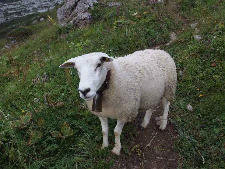 a close up of a goat in a grass field