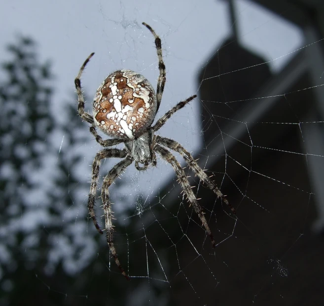 close up of a spider on its web, on a roof