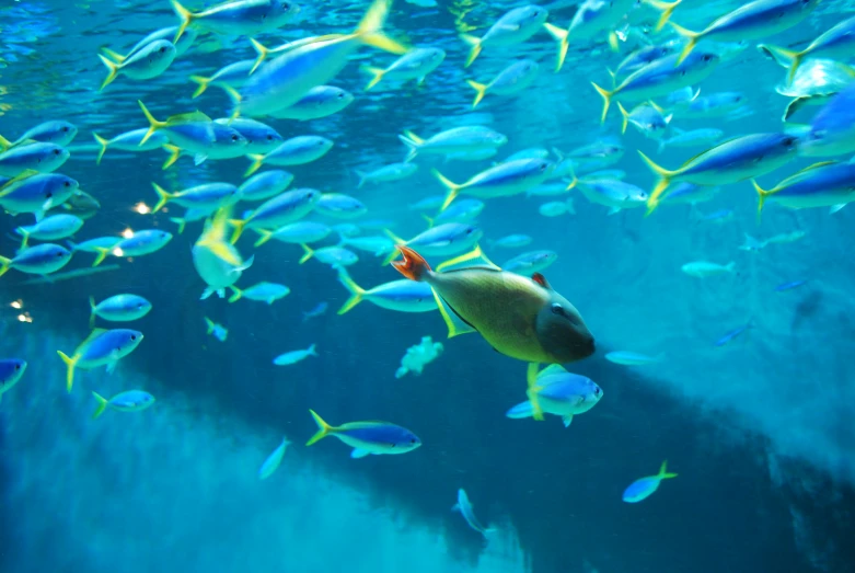 an aquarium filled with lots of fish swimming next to a sandy beach